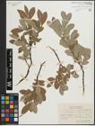 Foto von Salix glauca L. x Salix phylicifolia L.